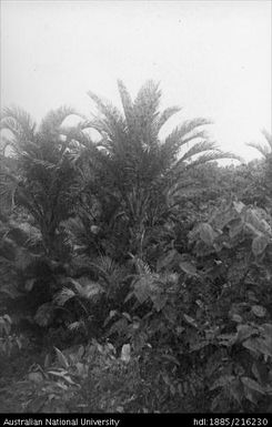Cycads and foliage