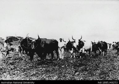 Zebu-cross bullocks at the Agricultural Show, Nausori