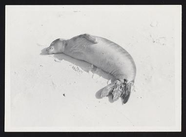 Kure 1963 (no negs)
