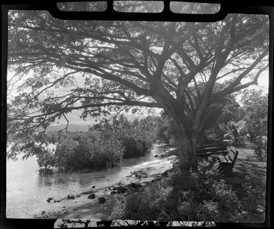 Mangrove swamp, Lautoka, Fiji