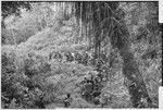 Pig festival, uprooting cordyline ritual, Tsembaga: decorated men descend to enemy boundary, where uprooted plant will be placed