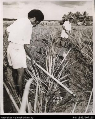 Cultivating cane crop