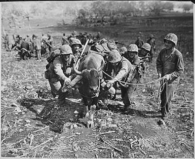 Using every available means of transporting supplies to the front lines on Saipan, these Marines loaded this ox cart but had to use a lot of persuasion and a little teamwork to get the ox under way.