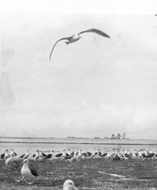 Laysan albatrosses