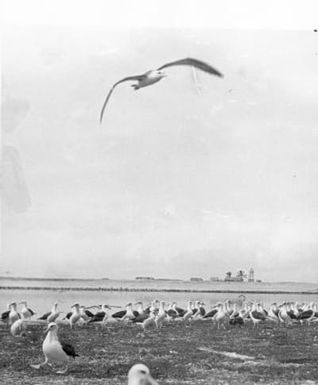 Laysan albatrosses