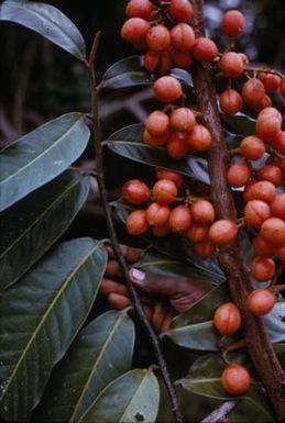[Myristica leaves and fruit close-up in Lae, Papua New Guinea]