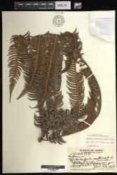 Sadleria souleyetiana