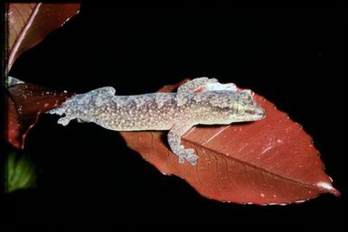 Gecko sp.