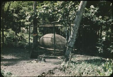 Completed Tolai fish trap : Rabaul, New Britain, Papua New Guinea, 1960-1961 / Terence and Margaret Spencer