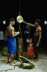 Weighing wet cocoa beans brot [brought] by village farmer to co-op Feementart[?] in Rabual Subdistrict, 1958