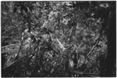 Bridge-building: men walk on finished bridge (obscured by branches)