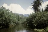 French Polynesia, dense jungle growing along waterway on Tahiti Island