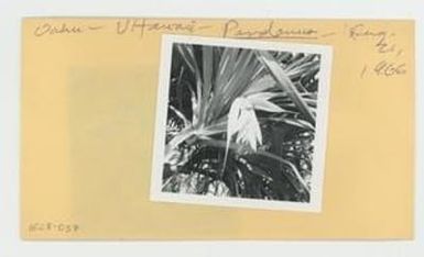 [Pandanus in Hawaii, envelope IE28-037]