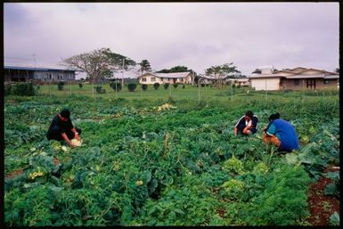 Vegetable garden,Tonga
