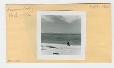 [Brown Booby in Hawaii, envelope IE31-037]