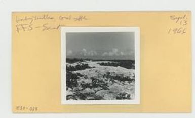 [Baby turtles in Hawaii, envelope IE30-023]