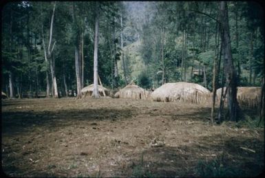 New houses on a singsing ground, not yet in full use : Wahgi Valley, Papua New Guinea, 1954 and 1955 / Terence and Margaret Spencer