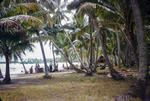 View of coconut trees on Aitutaki