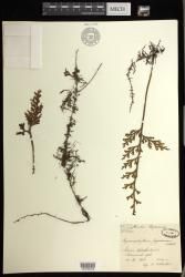 Hymenophyllum indet