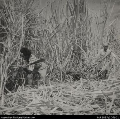 Farmers cutting cane