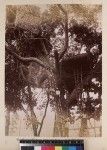 Close-up view of missionaries in tree houses, Veiburi, near Port Moresby, Papua New Guinea, ca. 1890