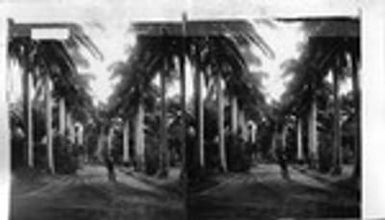 Avenue of Royal Palms in Queen's Hospital Grounds, Honolulu. H.I