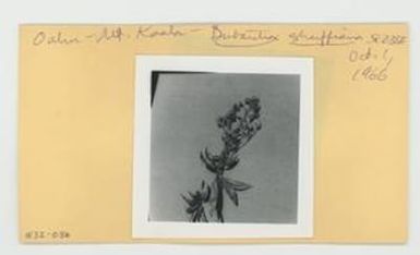 [Dubautia sheriffiana in Hawaii, envelope IE32-036]