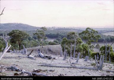 View of the landscape and Gum trees