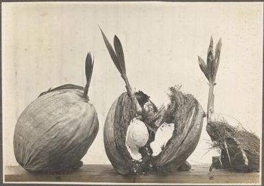 [Display of three coconuts, one opened] Frank Hurley