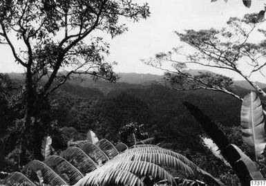 ["landskap, berg, skog, fotografi, photograph"]