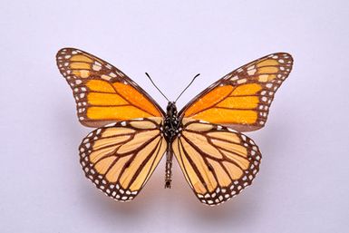 Monarch butterfly - male