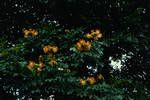 African tulip tree, Bulolo, New Guinea, May 1962