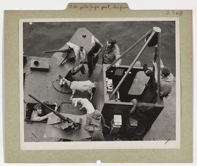 Photograph of a Pair of Goats Being Evacuated Aboard a Coast Guard-manned Tank Lighter