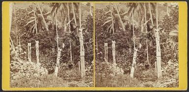 Figure at Makira, San Christoval [Christobal], Solomon Group