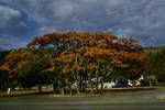 Poinciana tree, Port Moresby, 1959?