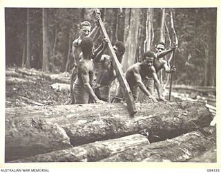 CAPE CUNNINGHAM, NEW BRITAIN, 1944-12-16. SAPPER A W HEYWOOD, 2/2 FORESTRY COY, ASSISTS MANAM ISLAND NATIVES AS THEY ROLL LOGS TO THE SAW BENCH