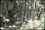 Cassowary being fed