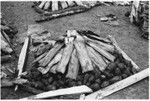 Fish packets arranged on a pile of taro