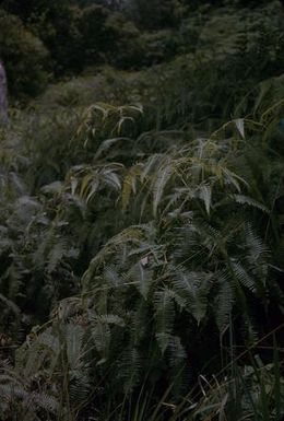 [Dicranopteris linearis in Castle Trail, United States]