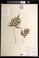 Doryopteris decipiens