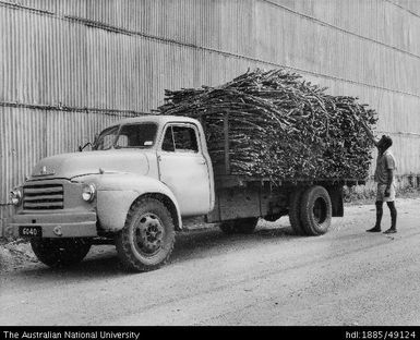 Cane transported by lorries