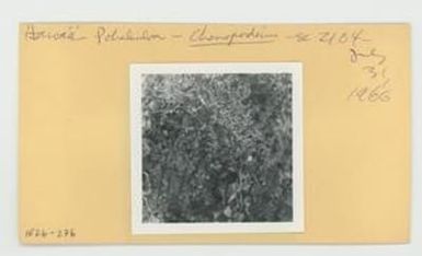 [Chenopodium in Hawaii, envelope IE26-276]