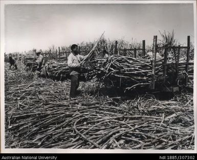 Loading cane onto cane trucks