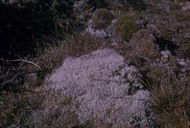 [Unidentified plant close-up at Lihue, Hawaii]