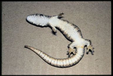 Eurydactylodes agricolae