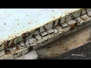 PBS Hawaii - HIKI NŌ Episode 301 | Chiefess Kamakahelei Middle School | Varroa Mite Threat