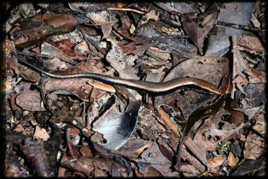 Skink sp.