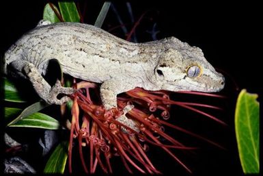 Rhacodactylus auriculatus