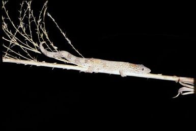 Eurydactylodes vieillardi