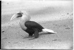 Hornbill